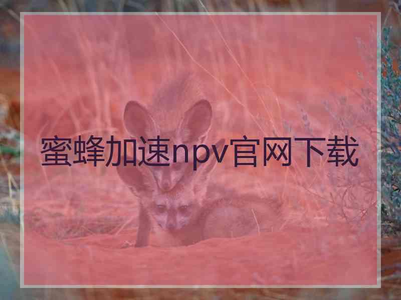 蜜蜂加速npv官网下载